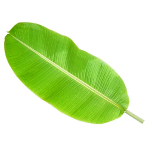 Banana Leaf 1Pc India