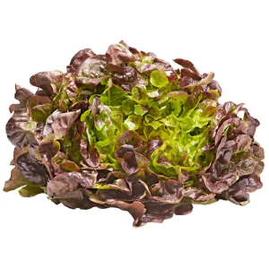 Lettuce Oakleaf Red 200g Netherlands