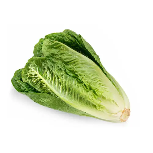 Lettuce Romaine 350g to 500g Iran