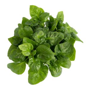Watercress Balka 500g UAE