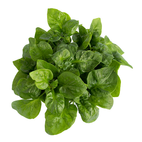 Watercress Balka 500g UAE